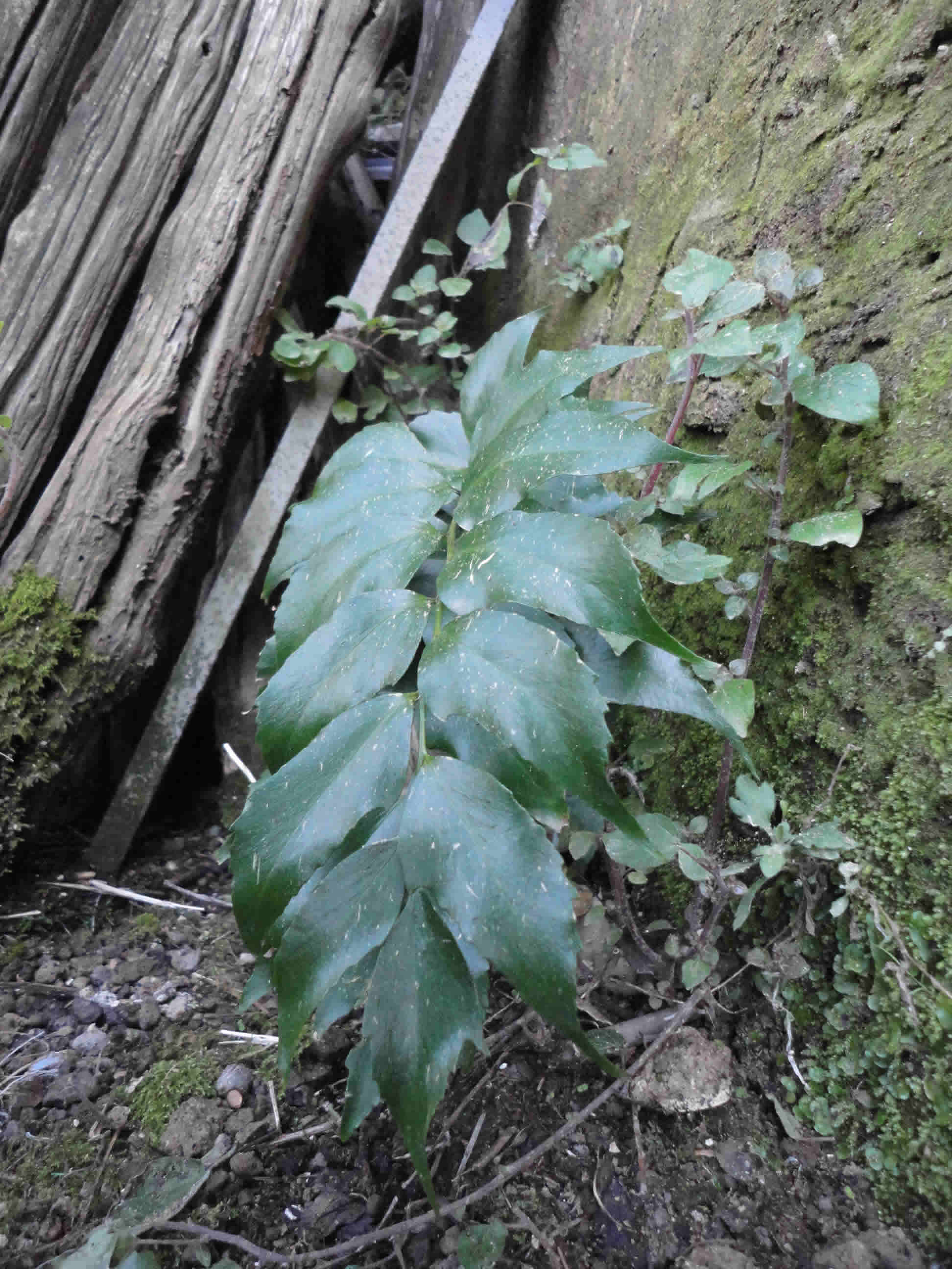 Cyrtomium sp.